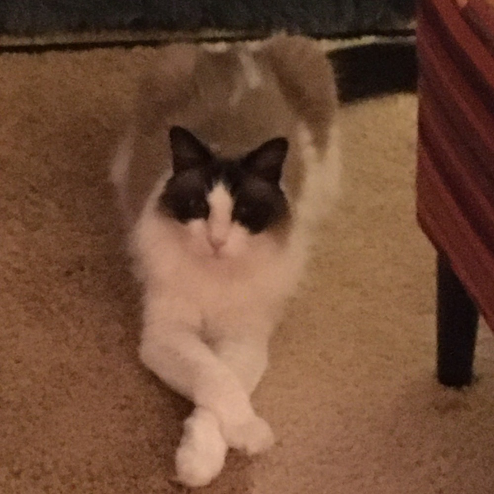 Meet your Posher, Dawn